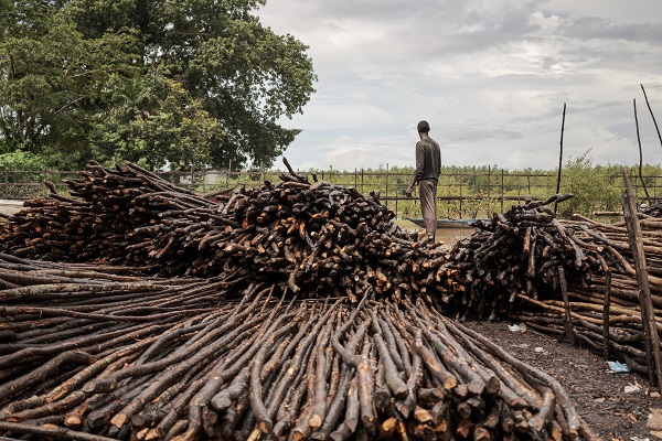 Foto - Bu ağaçlar iklim değişikliğine karşı mücadele ediyor