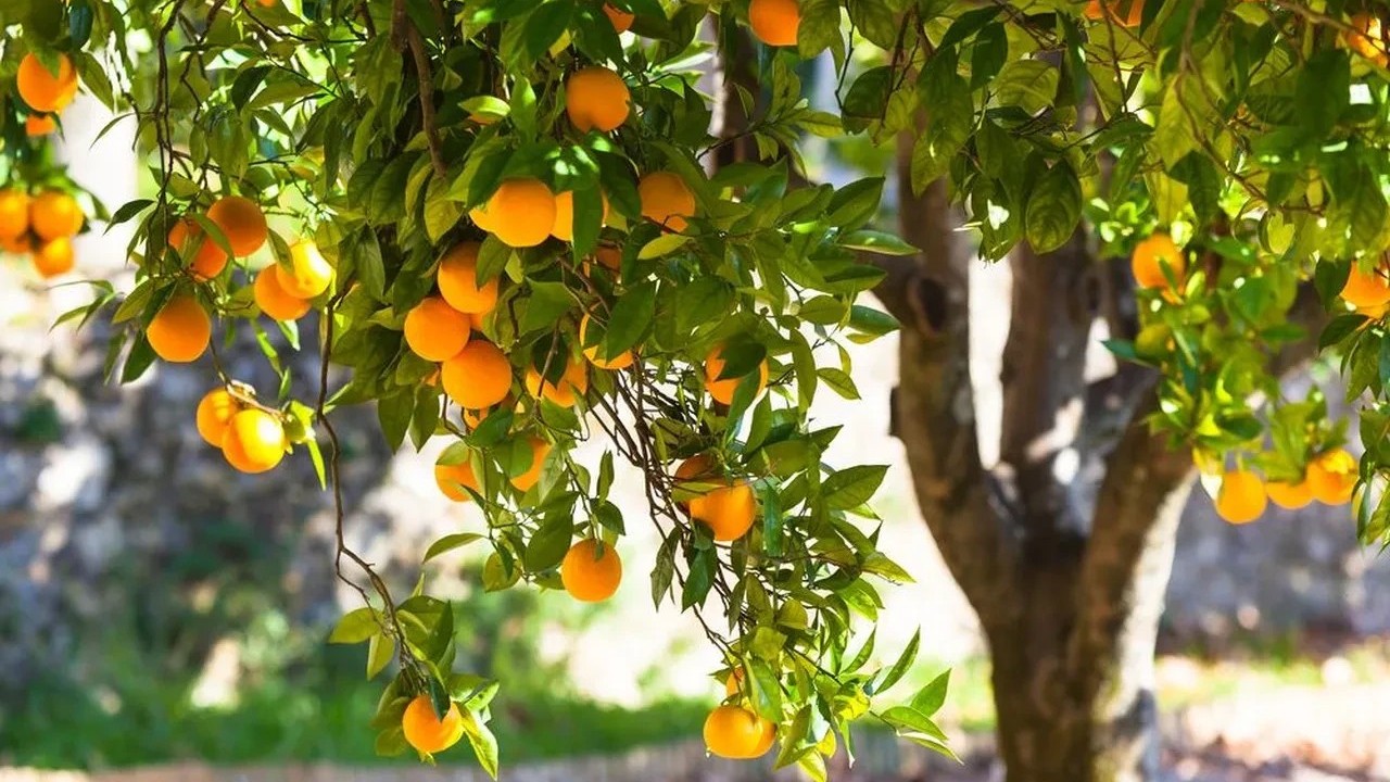 Foto - Bu ağaçların altına sakın park etmeyin! Otomobilinizin boyası mahvolabilir