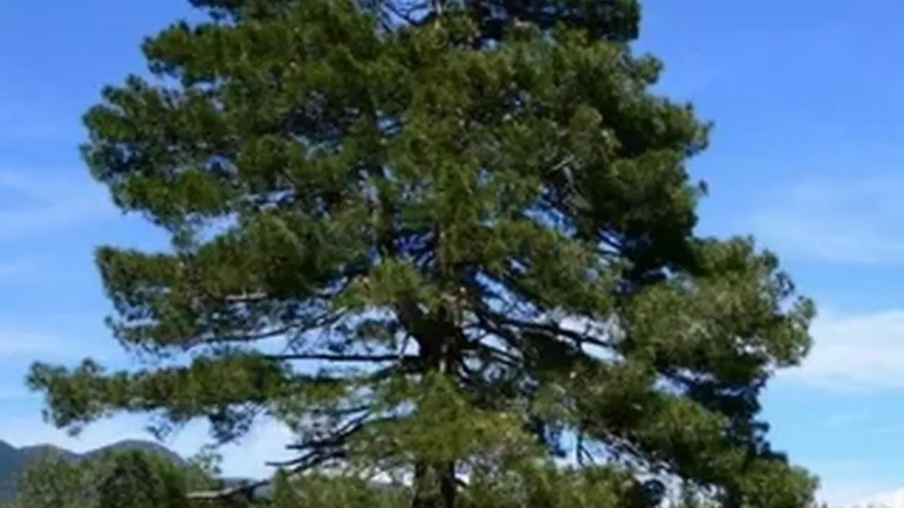 Foto - Bu ağaçların altına sakın park etmeyin! Otomobilinizin boyası mahvolabilir