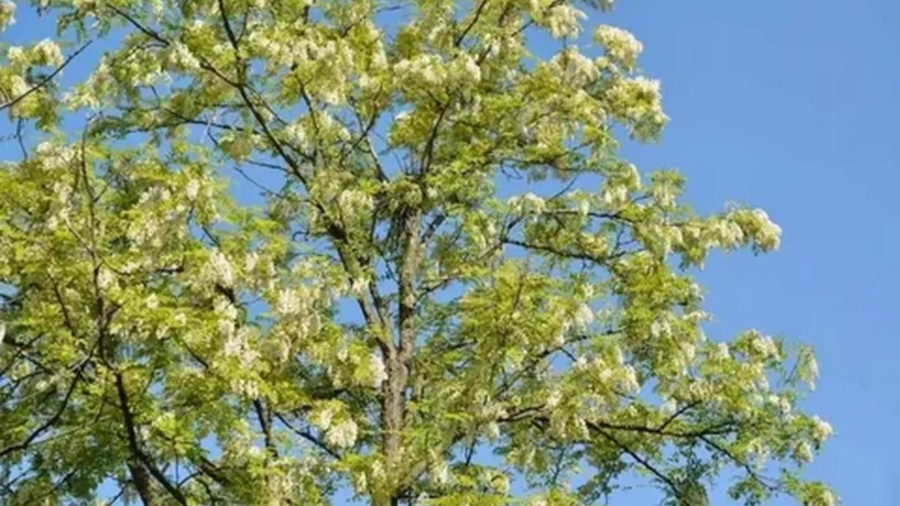 Foto - Bu ağaçların altına sakın park etmeyin! Otomobilinizin boyası mahvolabilir