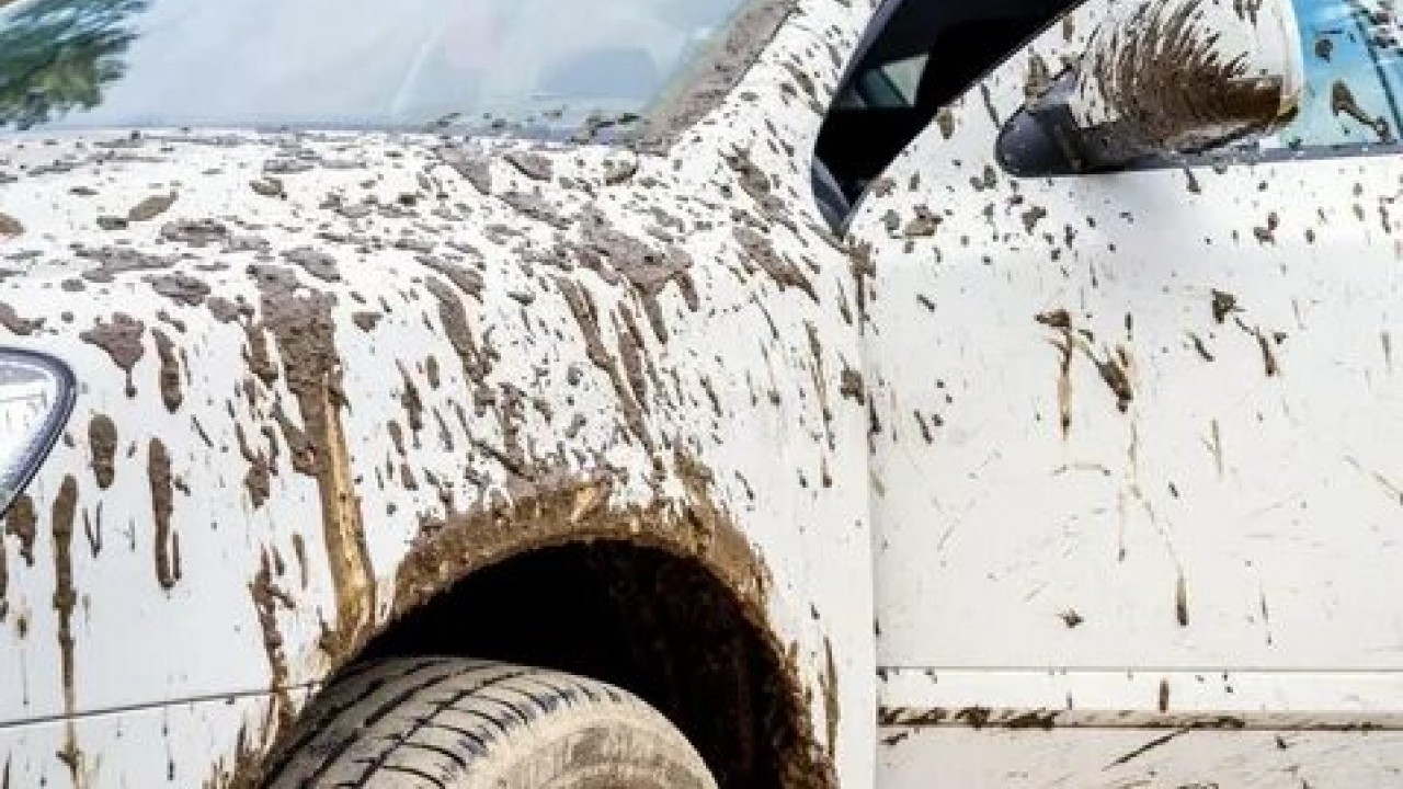Foto - Bu ağaçların altına sakın park etmeyin! Otomobilinizin boyası mahvolabilir