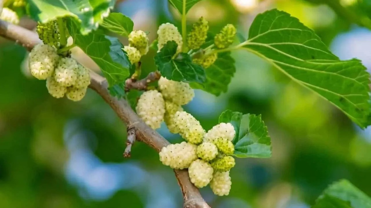 Foto - Bu ağaçların altına sakın park etmeyin! Otomobilinizin boyası mahvolabilir