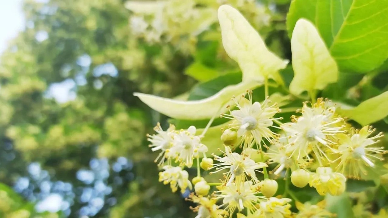 Foto - Bu ağaçların altına sakın park etmeyin! Otomobilinizin boyası mahvolabilir