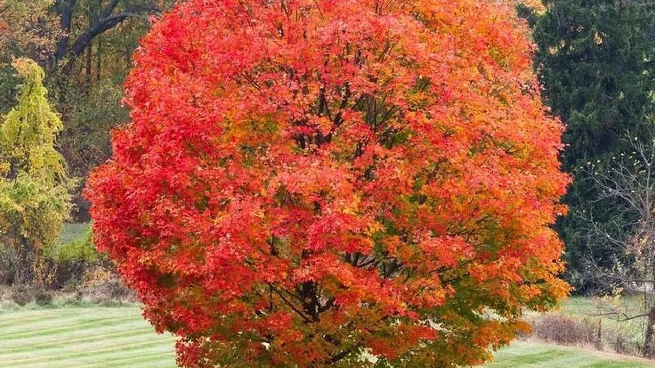 Foto - Bu ağaçların altına sakın park etmeyin! Otomobilinizin boyası mahvolabilir