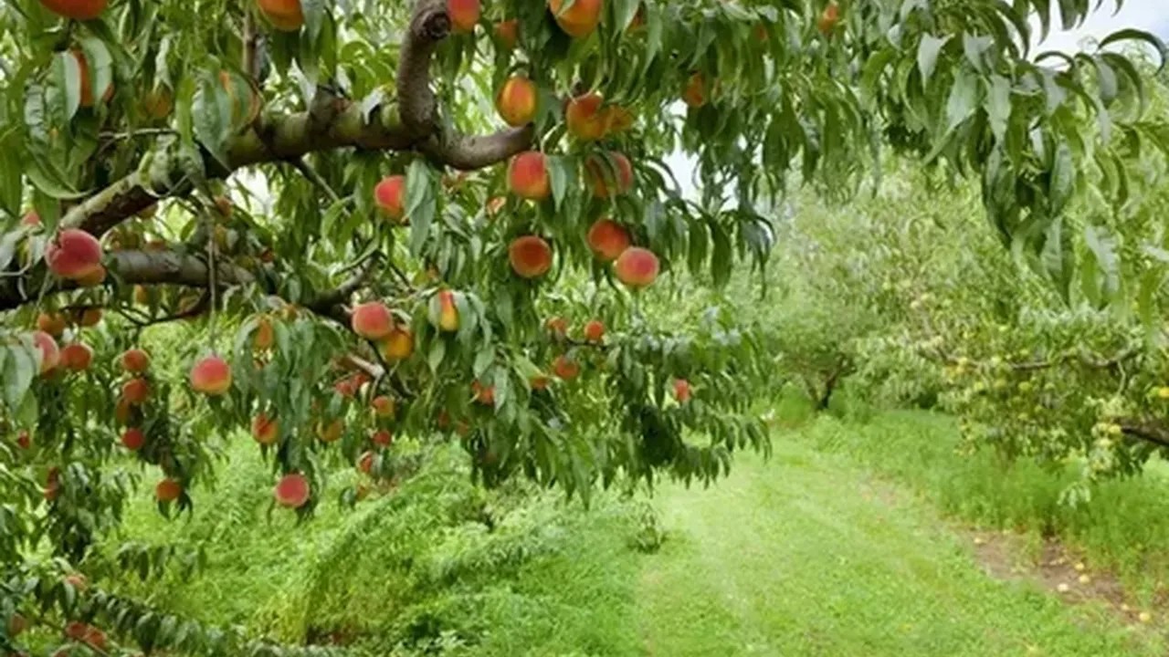 Foto - Bu ağaçların altına sakın park etmeyin! Otomobilinizin boyası mahvolabilir