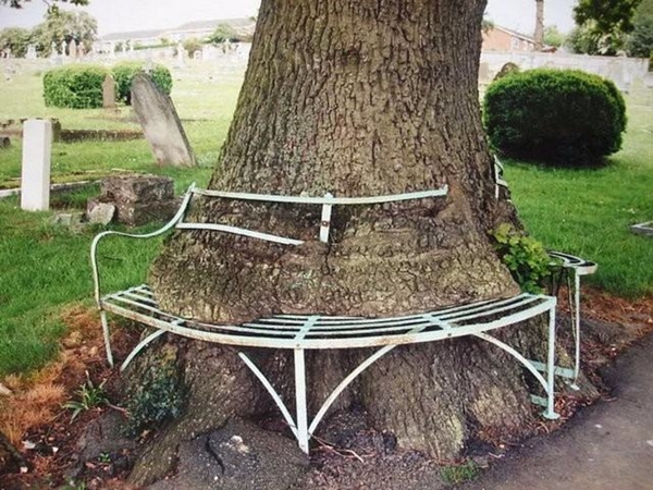 Foto - Bu ağaçların çok sıra dışı bir özelliği var!