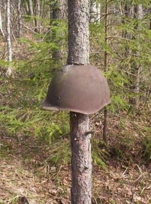 Foto - Bu ağaçların çok sıra dışı bir özelliği var!