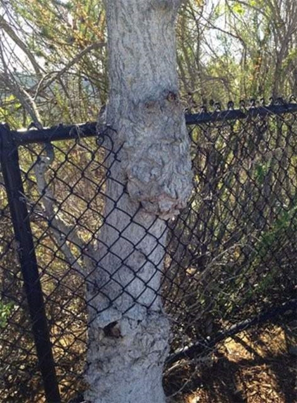 Foto - Bu ağaçların çok sıra dışı bir özelliği var!