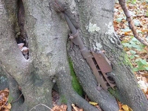 Foto - Bu ağaçların çok sıra dışı bir özelliği var!