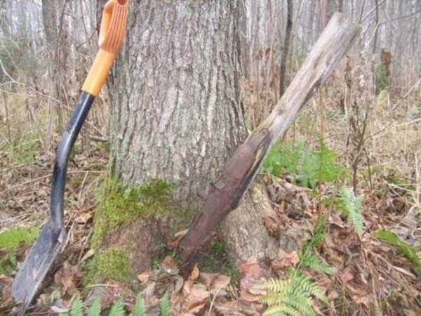 Foto - Bu ağaçların çok sıra dışı bir özelliği var!