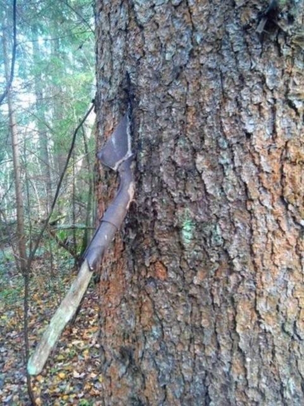 Foto - Bu ağaçların çok sıra dışı bir özelliği var!