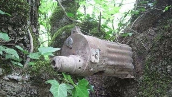 Foto - Bu ağaçların çok sıra dışı bir özelliği var!