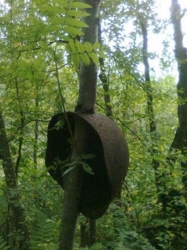 Foto - Bu ağaçların çok sıra dışı bir özelliği var!