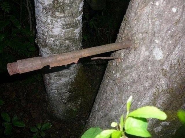 Foto - Bu ağaçların çok sıra dışı bir özelliği var!