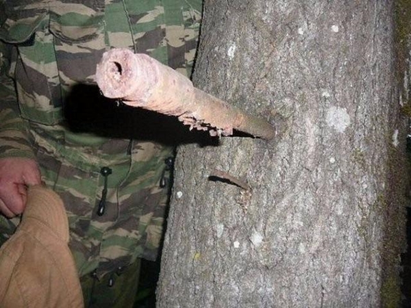 Foto - Bu ağaçların çok sıra dışı bir özelliği var!