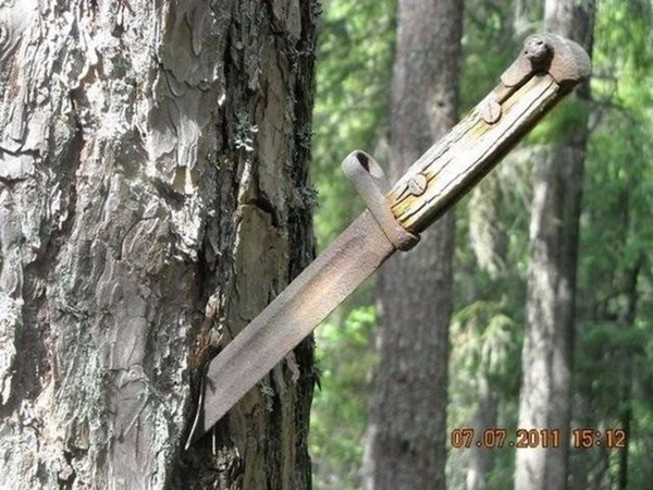 Foto - Bu ağaçların çok sıra dışı bir özelliği var!