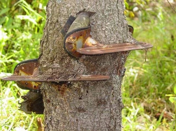 Foto - Bu ağaçların çok sıra dışı bir özelliği var!