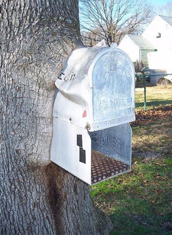 Foto - Bu ağaçların çok sıra dışı bir özelliği var!