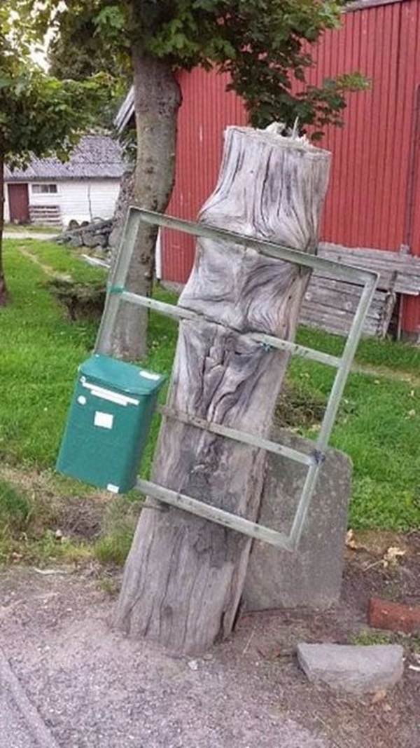 Foto - Bu ağaçların çok sıra dışı bir özelliği var!