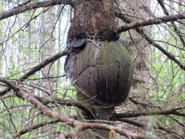 Foto - Bu ağaçların çok sıra dışı bir özelliği var!