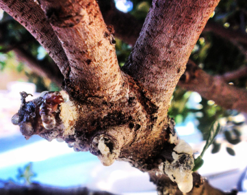 Foto - Bu ağaçtan resmen altın damlıyor! Kilosu 3,5 gram altın fiyatına gidiyor