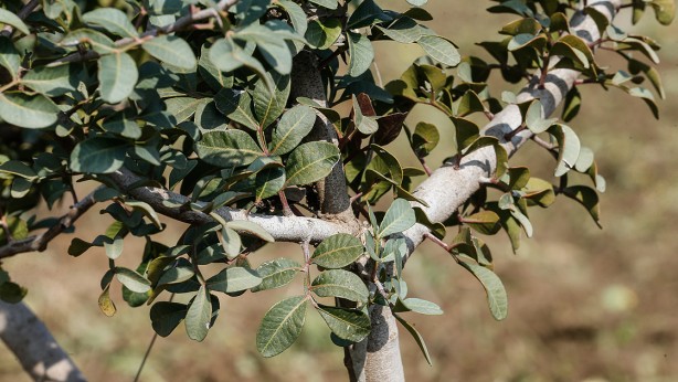 Foto - Bu ağaçtan resmen altın damlıyor! Kilosu 3,5 gram altın fiyatına gidiyor