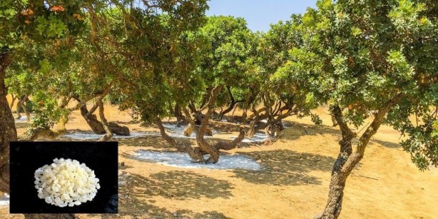 Foto - Bu ağaçtan resmen altın damlıyor! Kilosu 3,5 gram altın fiyatına gidiyor