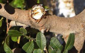 Foto - Bu ağaçtan resmen altın damlıyor! Kilosu 3,5 gram altın fiyatına gidiyor