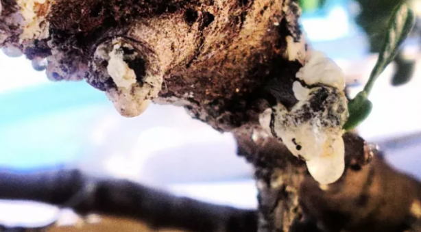 Foto - Bu ağaçtan resmen altın damlıyor! Kilosu 3,5 gram altın fiyatına gidiyor