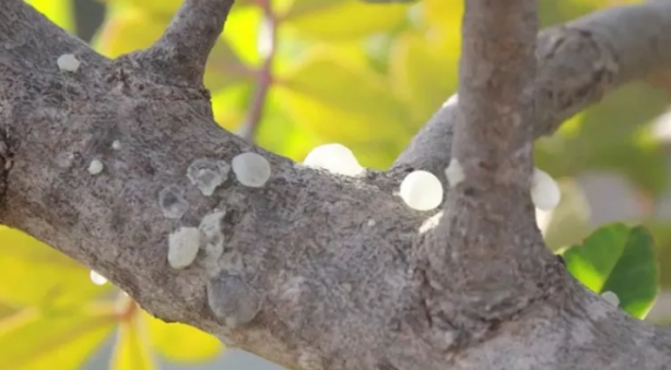 Foto - Bu ağaçtan resmen altın damlıyor! Kilosu 3,5 gram altın fiyatına gidiyor