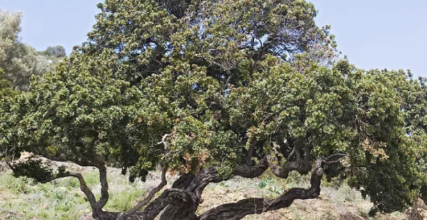 Foto - Bu ağaçtan resmen altın damlıyor! Kilosu 3,5 gram altın fiyatına gidiyor