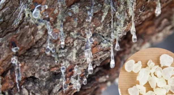 Foto - Bu ağaçtan resmen altın damlıyor! Kilosu 3,5 gram altın fiyatına gidiyor