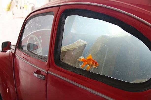 Foto - Türkiye’de tek: Vosvos Akvaryum!