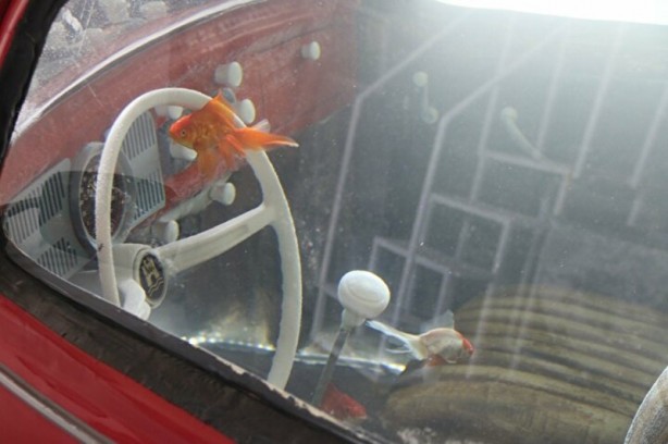 Foto - Türkiye’de tek: Vosvos Akvaryum!