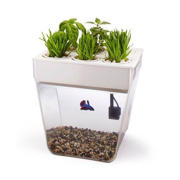 Foto - Bu akvaryumlar hayranlık uyandırıyor