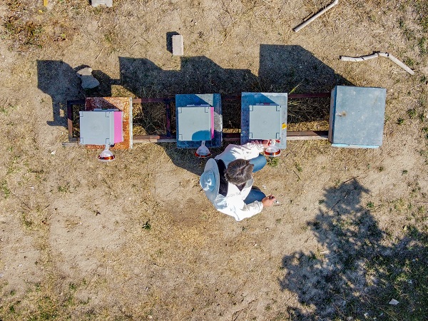 Foto - Bu alanlar verimi düşürüyor! Arıların kovanlarına dönmeme sebebi buymuş
