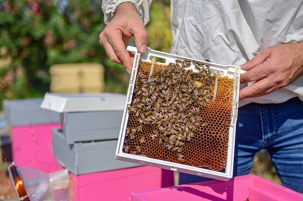 Foto - Bu alanlar verimi düşürüyor! Arıların kovanlarına dönmeme sebebi buymuş