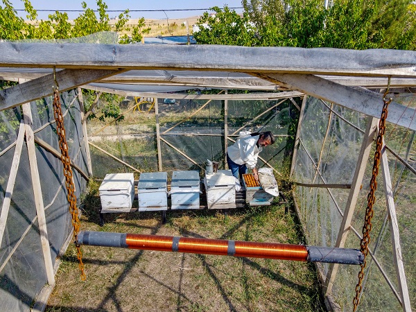 Foto - Bu alanlar verimi düşürüyor! Arıların kovanlarına dönmeme sebebi buymuş