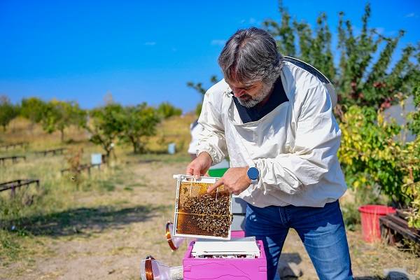 Foto - Bu alanlar verimi düşürüyor! Arıların kovanlarına dönmeme sebebi buymuş