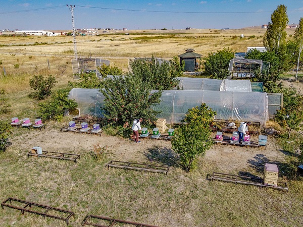 Foto - Bu alanlar verimi düşürüyor! Arıların kovanlarına dönmeme sebebi buymuş