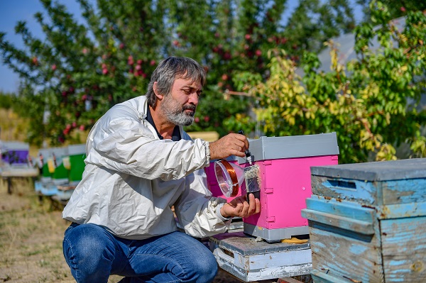 Foto - Bu alanlar verimi düşürüyor! Arıların kovanlarına dönmeme sebebi buymuş