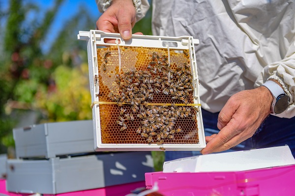 Bu alanlar verimi düşürüyor! Arıların kovanlarına dönmeme sebebi buymuş