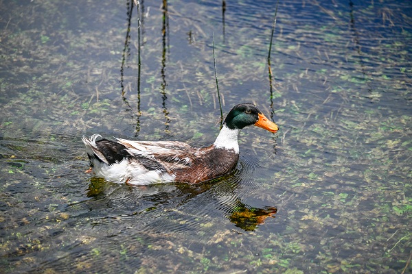 Foto - Bu anıtın tarihi 13.yüzyıla dayanıyor