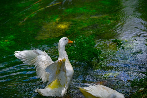 Foto - Bu anıtın tarihi 13.yüzyıla dayanıyor