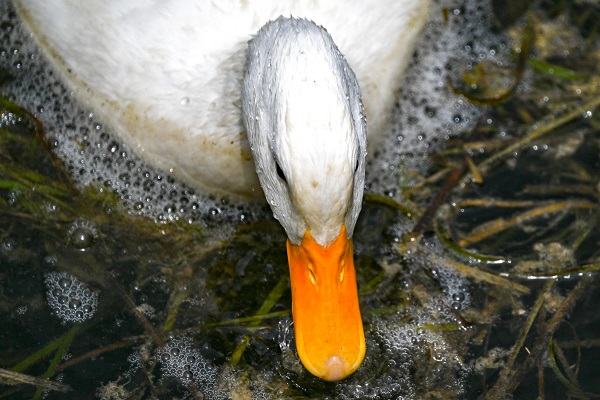 Foto - Bu anıtın tarihi 13.yüzyıla dayanıyor