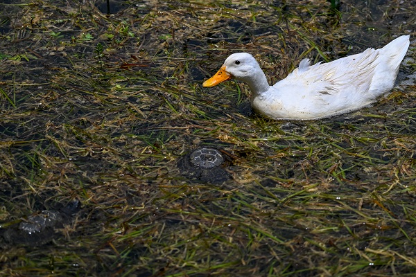 Foto - Bu anıtın tarihi 13.yüzyıla dayanıyor