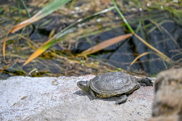 Foto - Bu anıtın tarihi 13.yüzyıla dayanıyor