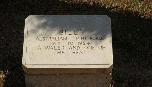 Foto - Bu atın dünyada bir örneği daha yok! 