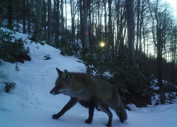 Foto - Bu ayıları uyku tutmuyor! Ama neden?