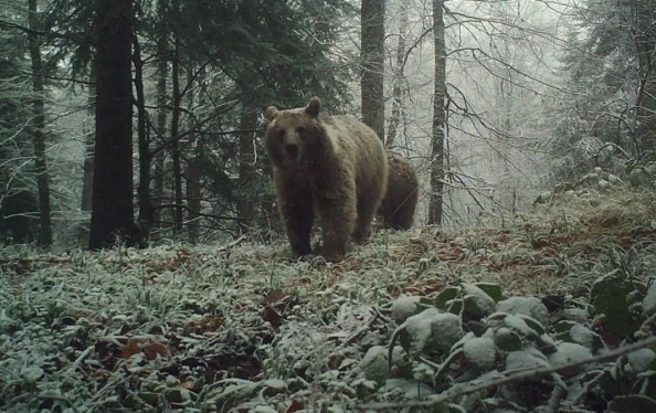 Bu ayıları uyku tutmuyor! Ama neden?